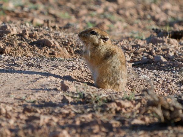 Fat sand rat (Psammomys obesus)